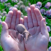 Magic Leap, czyli kolejny eksperyment Google